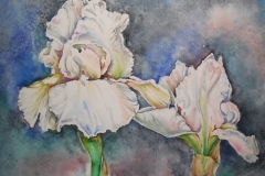white-iris-scaled white-iris-scaled